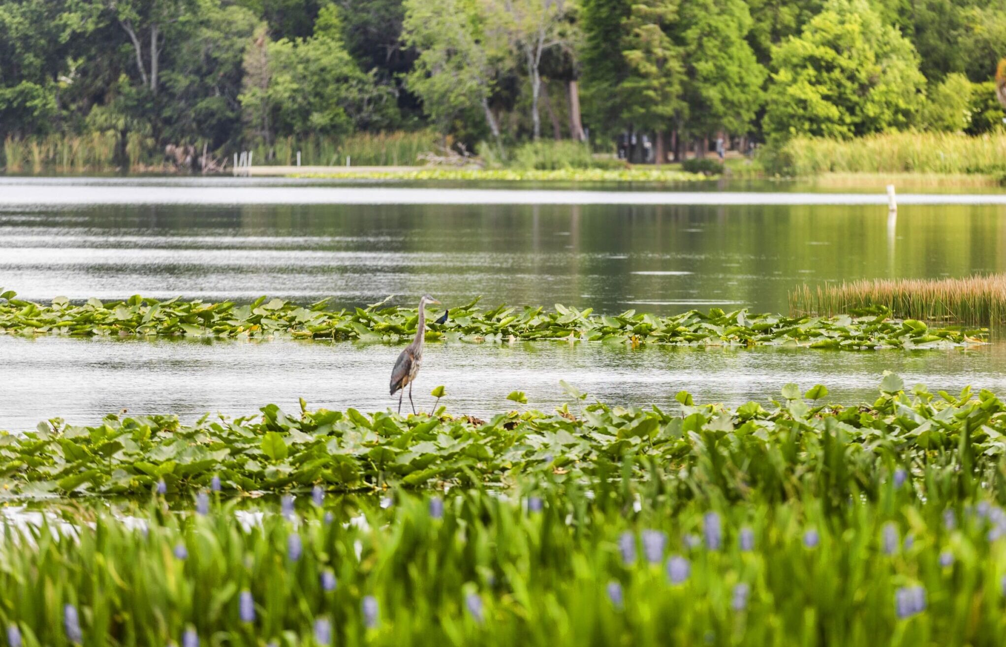 Westminster Lakeland Lake