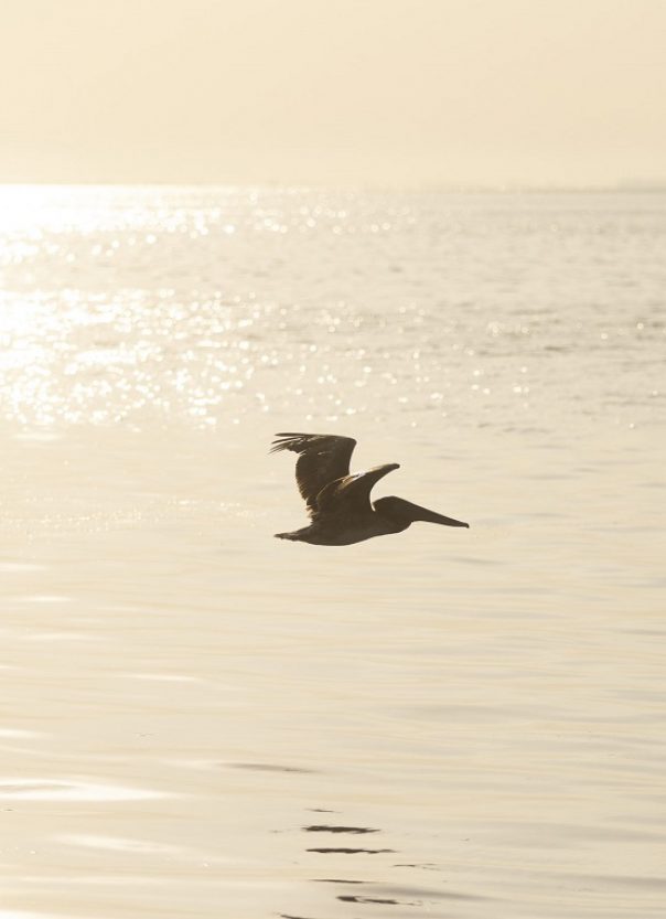 brown pelican flies across Tampa Bay at sunrise