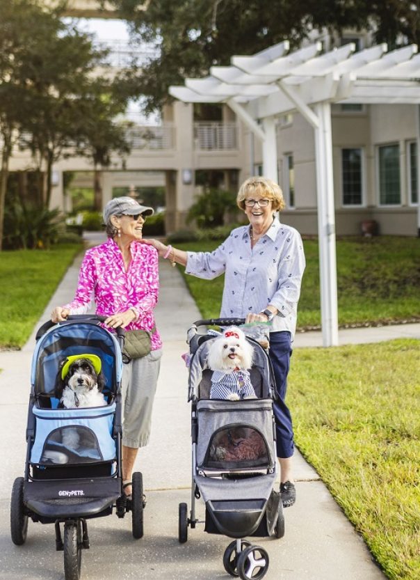 two women walk dogs in strollers