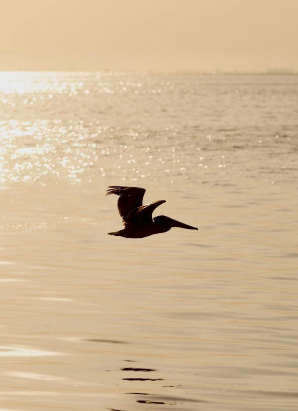 WSC pelican pelican flies over Little Bayou in Tampa Bay at sunrise