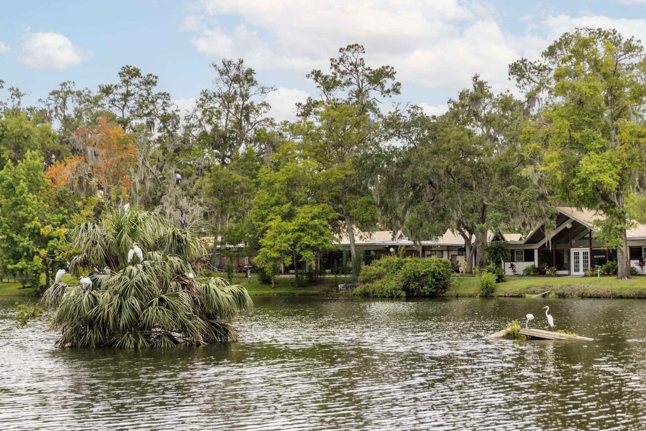 woods at Julington Creek lake with birds and greenery